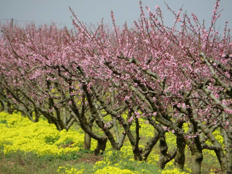 Pink Puglia - I learn Italian