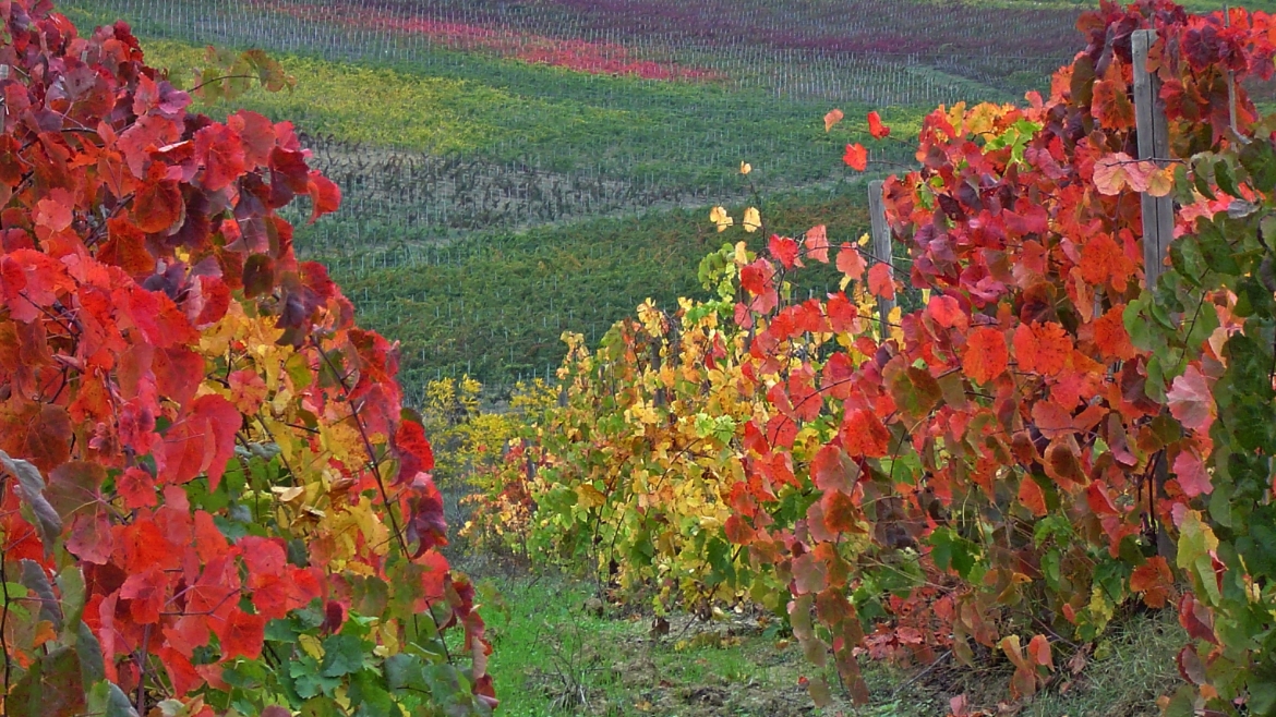 Montepulciano: Camminate in italiano