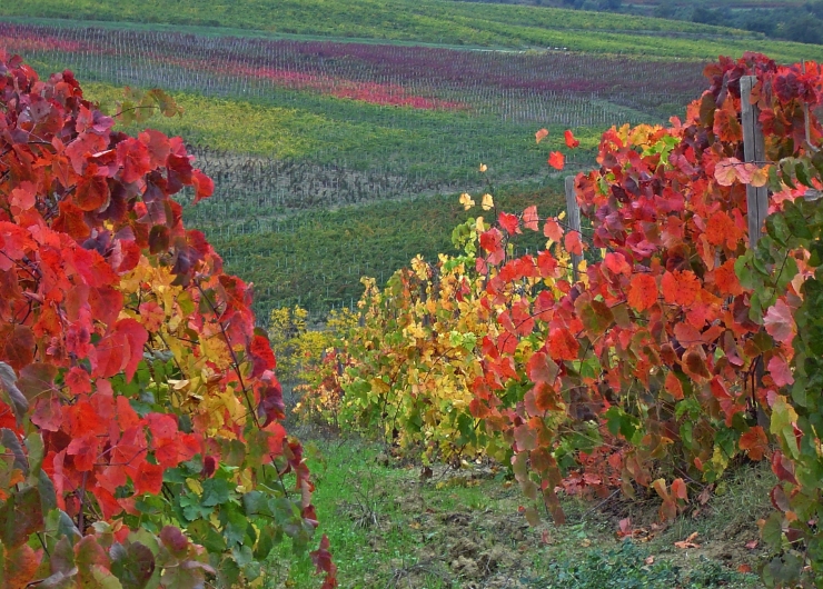 Montepulciano: Camminate in italiano