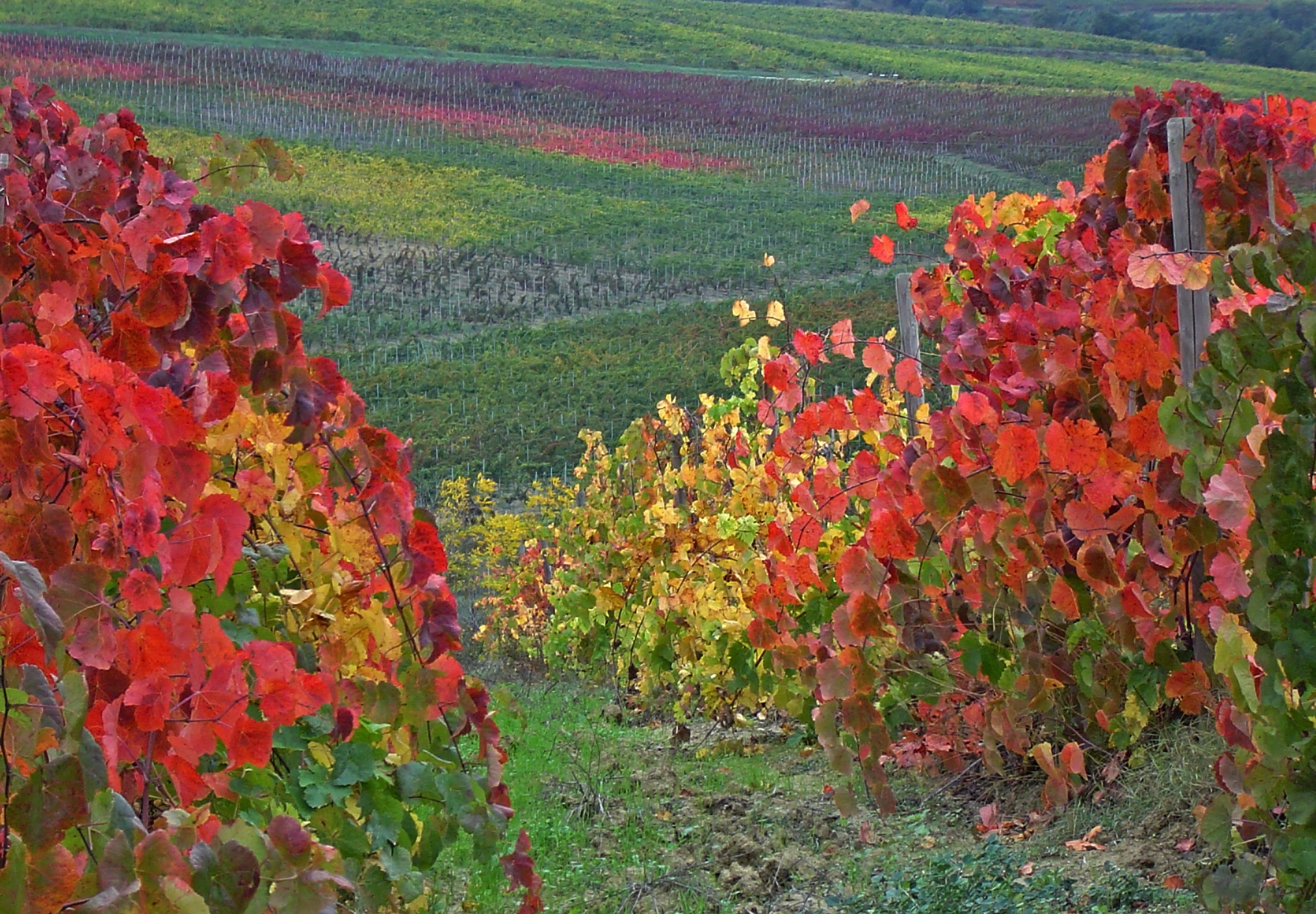 montepulciano